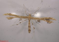 Geina periscelidactylus