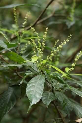 Mallotus peltatus observed 2025-05-20