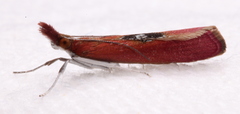 Canuza euspilella