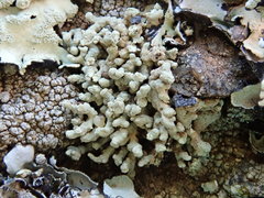 Lecanora phryganitis