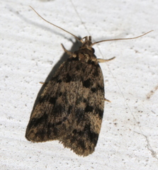Barea subviridella
