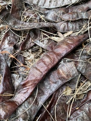 Gleditsia triacanthos