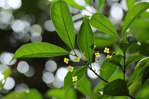Euonymus nitidus