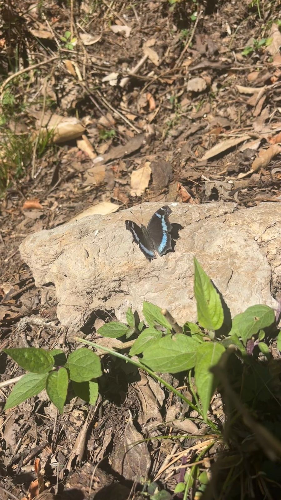 Blue Admiral