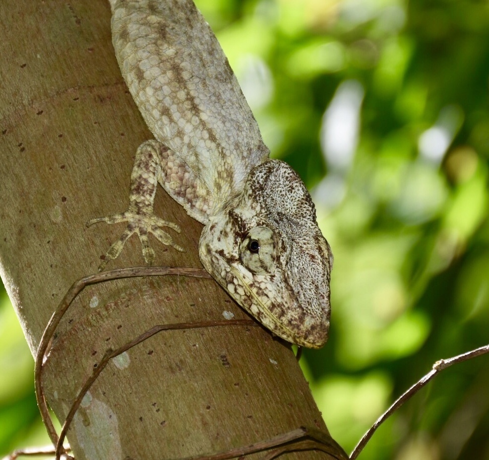Oriente Bearded Anole