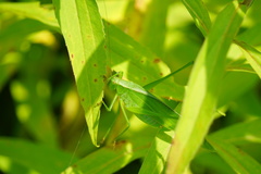 Scudderia curvicauda