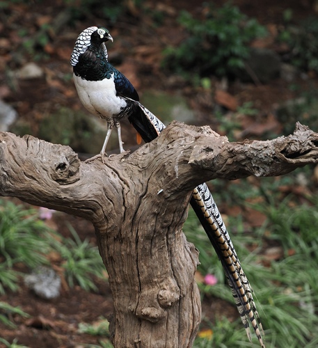 Faisán de Lady Amherst (Chrysolophus amherstiae)