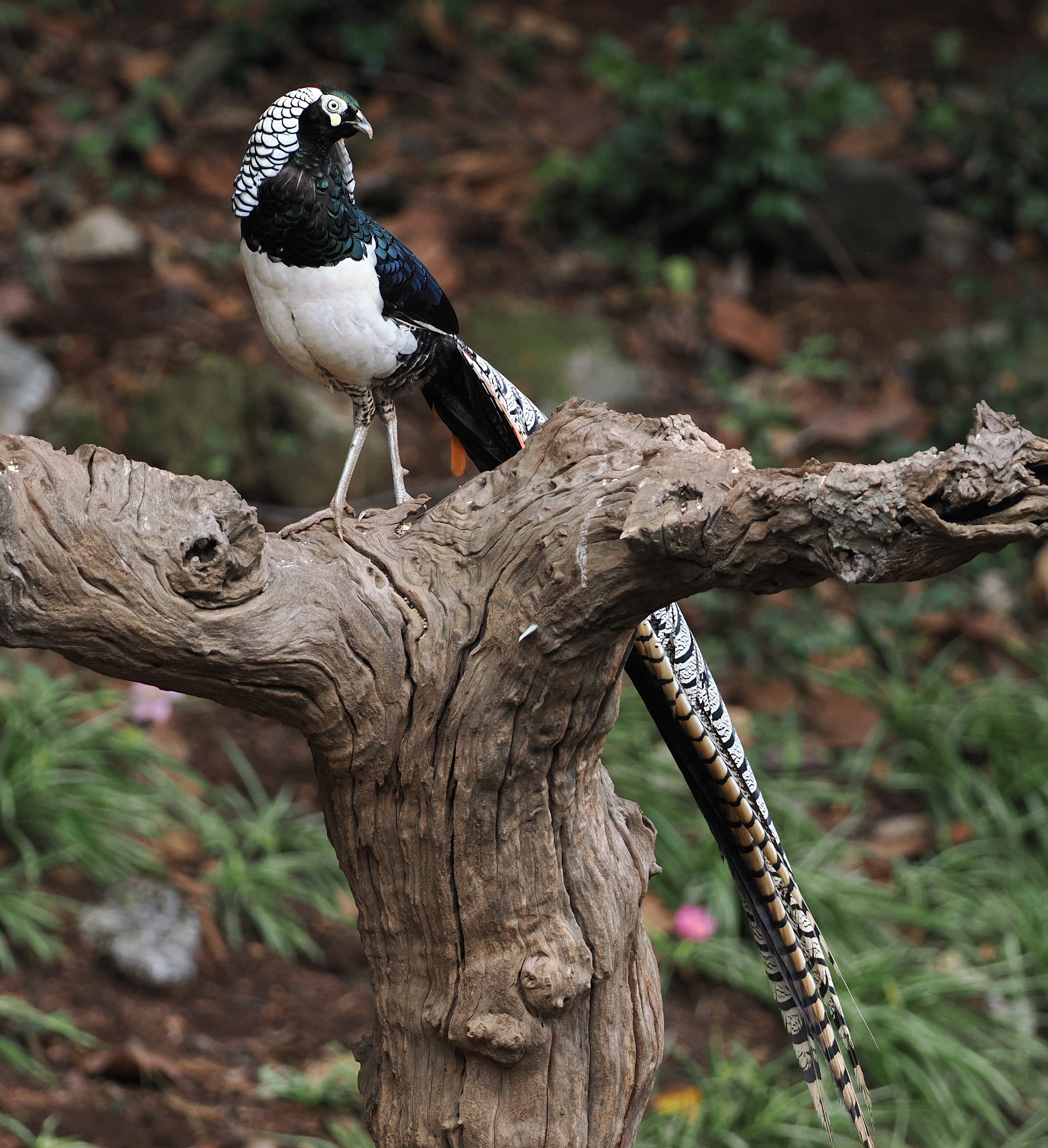 Lady Amherst's Pheasant (Chrysolophus amherstiae), photo 4