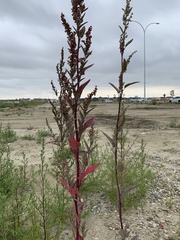 Atriplex hortensis
