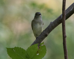 Empidonax virescens