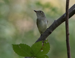 Empidonax virescens