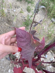 Atriplex hortensis