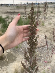 Atriplex hortensis