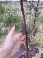 Atriplex hortensis