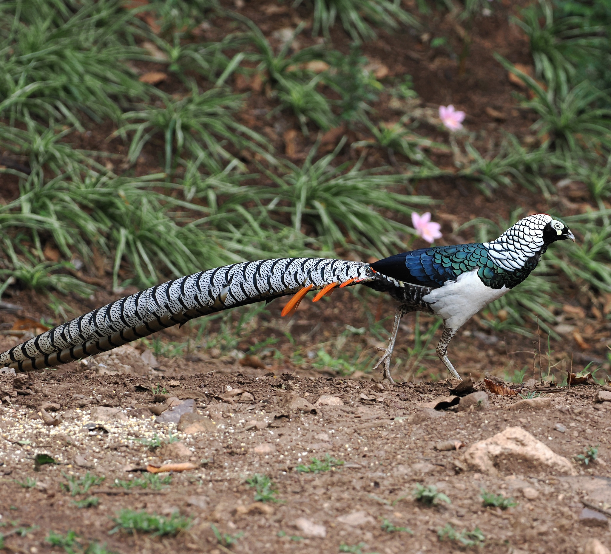 Lady Amherst's Pheasant (Chrysolophus amherstiae), photo 5