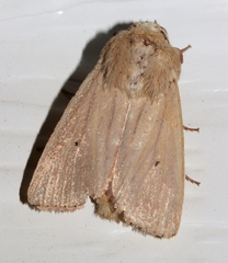 Leucania abdominalis