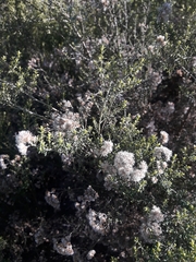 Ozothamnus leptophyllus