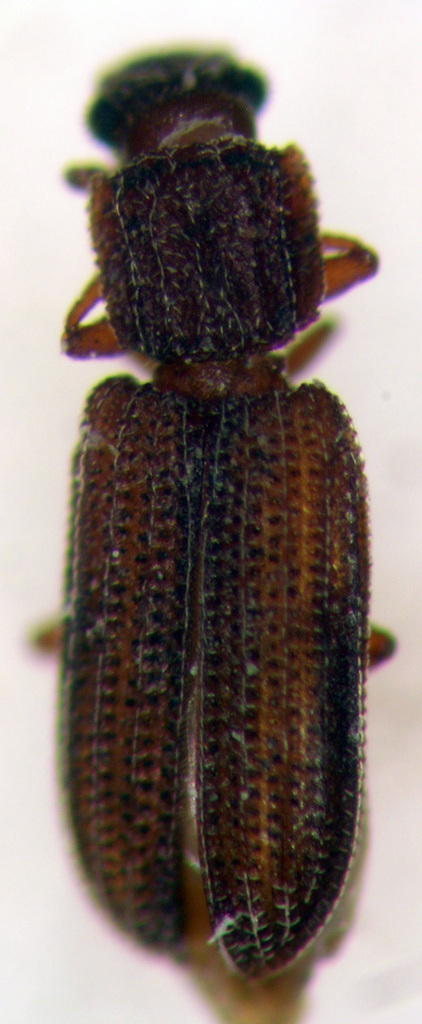 Bitoma gracilis