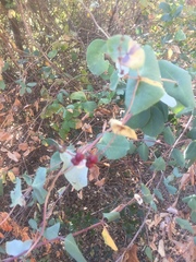 Lonicera interrupta