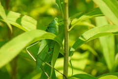 Scudderia curvicauda