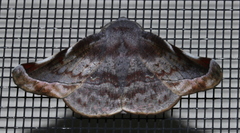 Oenochroma turneri