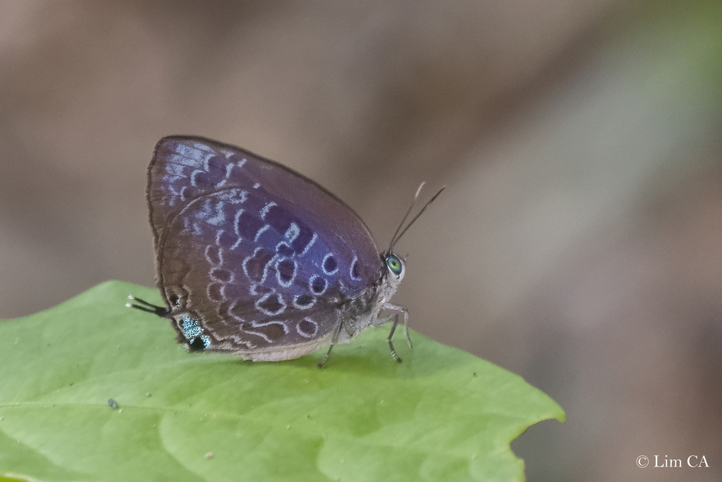 Malayan Oakblue