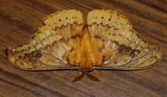 Syntherata janetta