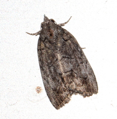 Etanna clopaea