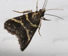 Scoparia spelaea