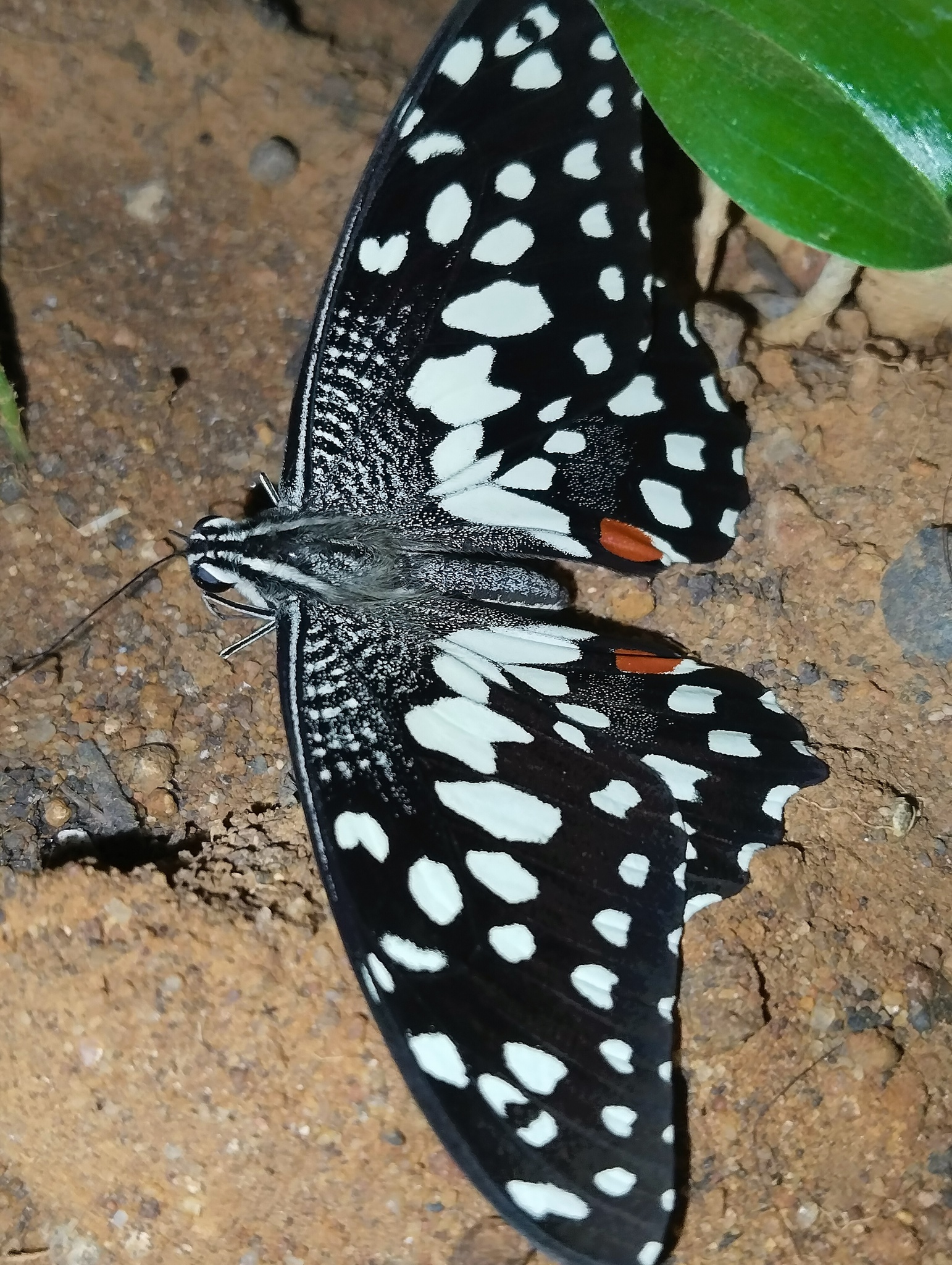 Lime Swallowtail