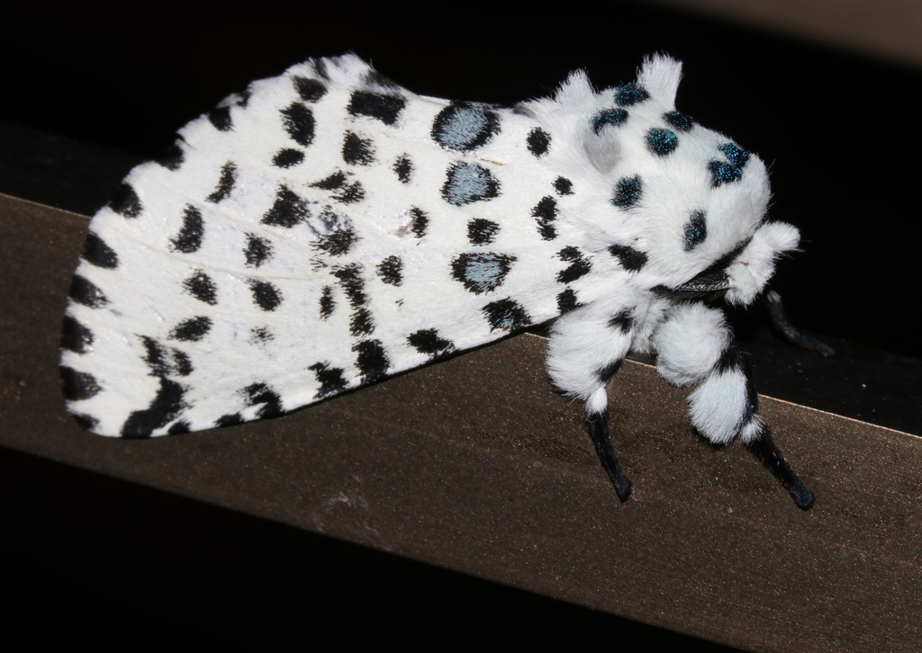 Kamalia australis