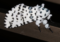 Kamalia australis