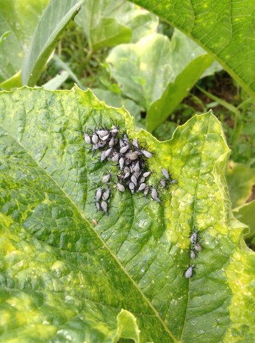 Squash bug