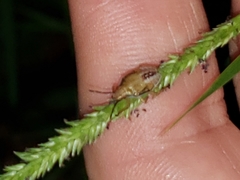 Oebalus