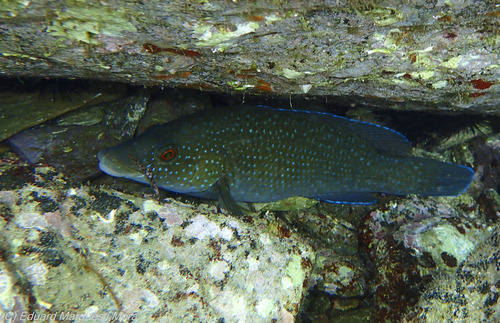 Brown Wrasse, Girona, ES-CT, ES, photo 9 of 10