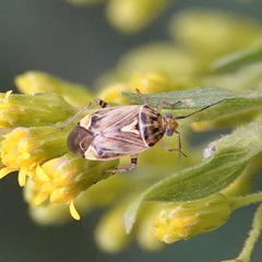 Lygus lineolaris