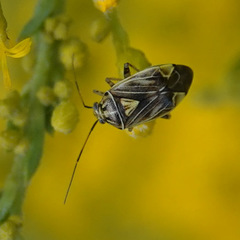 Lygus lineolaris