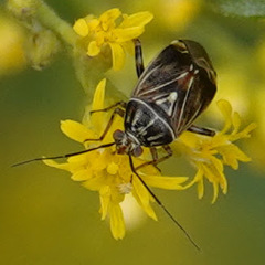 Lygus lineolaris