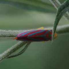 Graphocephala coccinea