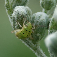 Lygus lineolaris