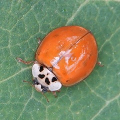 Harmonia axyridis
