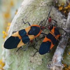 Oncopeltus fasciatus