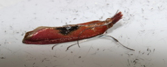Canuza euspilella