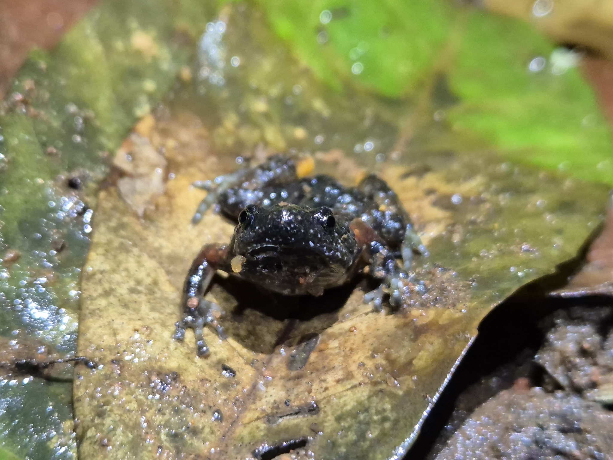 Mountain Balloon Frog