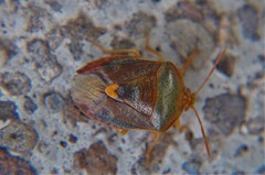 Ascra cordifera