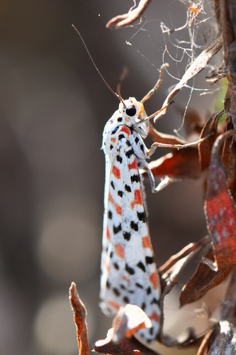 Crimson-speckled Flunkey
