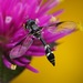 Four-speckled Hover Fly - Photo (c) Filipe J Ribeiro, some rights reserved (CC BY-NC), uploaded by Filipe J Ribeiro
