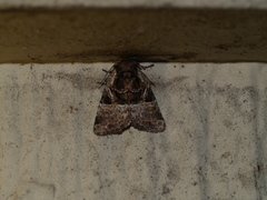Meropleon ambifusca
