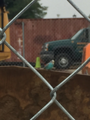 Melopsittacus undulatus domesticus