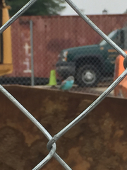 Melopsittacus undulatus domesticus